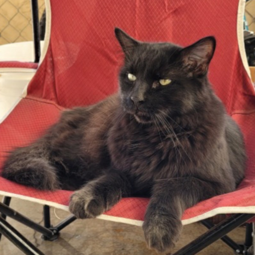 open to see cuties! PET FRIENDLY SELLER ❤🐈‍⬛🐶 - Picture 2 of 5